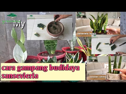 3 popular Sansevieria and easy ways to cultivate Sansevieria