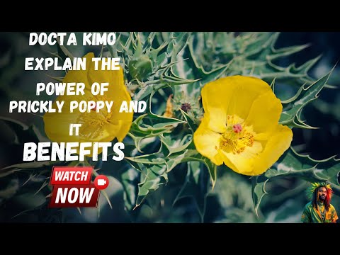 download lagu mp3 mp4 Prickly Poppy, download lagu Prickly Poppy gratis, unduh video klip Prickly Poppy