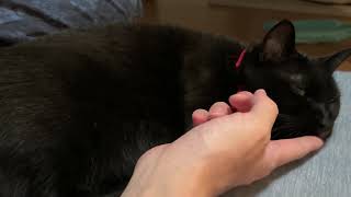 ひんやり座布団の上でくっつく猫と飼い主