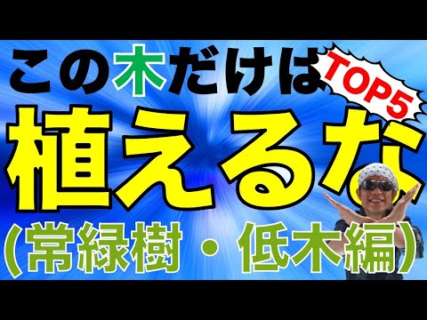 冬のガーデニング：12月に植える低木はどれですか？今あなたの庭に加えるべきトップ5の種  庭園
