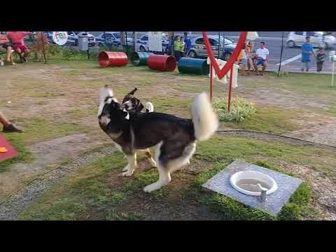 Travessuras do Pipoca🐶  cachorro no parque (Pet Park - Shopping  Vila Velha)