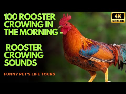 The biggest roosters compilation 4k - Crowing roosters of more than 100 heritage chicken breeds!