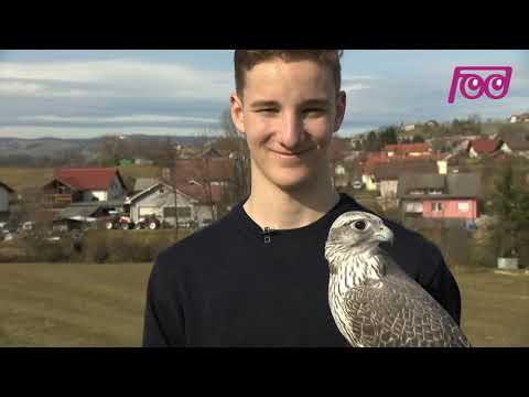 Infodrom: Sergej in sokol Fidel