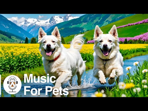 3 HORAS de música para perros para dormir profundo y antiansiedad por separación💖Música relajante...