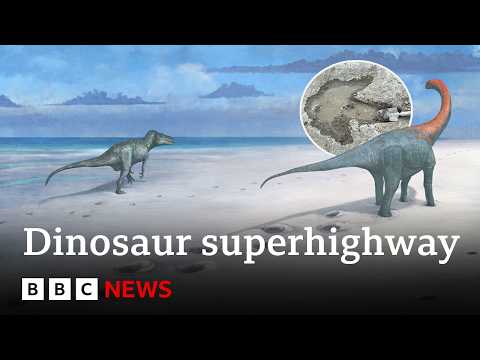 Video | One of the world’s longest dinosaur trackways uncovered in UK | BBC News