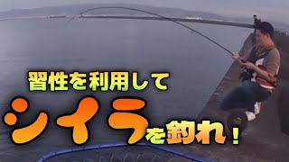 シイラが湧いてる❗️【ショアジギング】