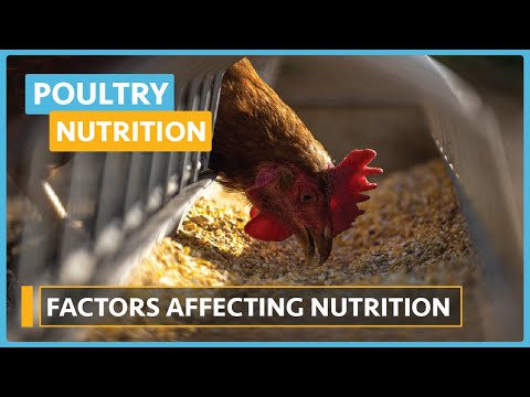 Poultry Nutrition Lesson 1 Introduction To Poultry Nutrition