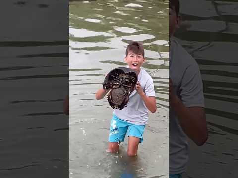 Giant horseshoe crab sighting!
