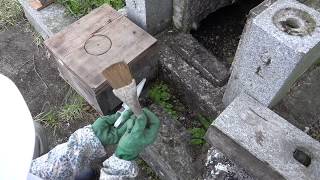 自然巣からの保護捕獲