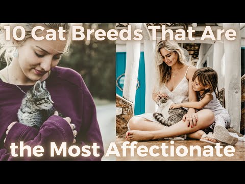 10 Cat Breeds That Are the Most Affectionate great for cuddling