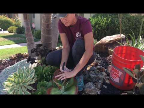 download lagu mp3 mp4 Do Succulents Grow Outside, download lagu Do Succulents Grow Outside gratis, unduh video klip Do Succulents Grow Outside