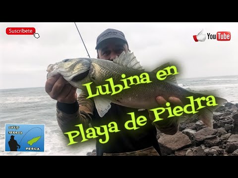 Lubina a fondo en playa de piedra