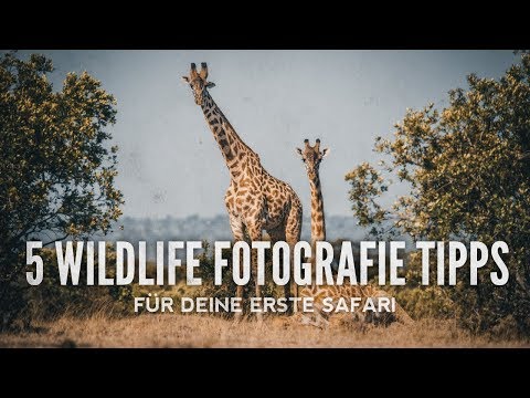 5 WILDLIFE FOTOGRAFIE TIPPS für deine erste Safari Fotografie VLOG Deutsch