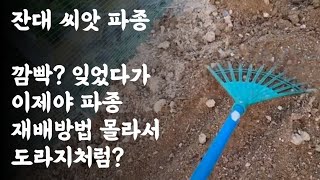 잔대 씨앗 파종 / 깜빡? 잊었다가 이제야 파종 / 재배방법 몰라 도라지처럼?