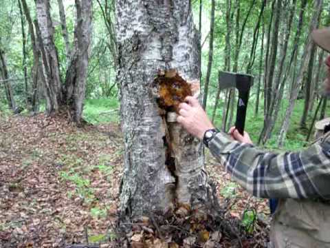 chaga liječi hipertenziju lijekovi za angine i hipertenzije