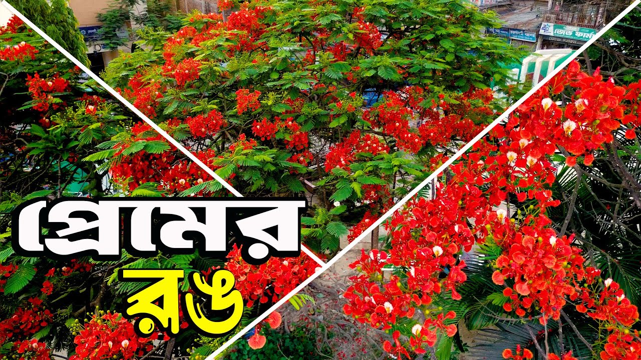 কৃষ্ণচুড়ার রঙে মেতেছে গ্রীষ্মের প্রকৃতি