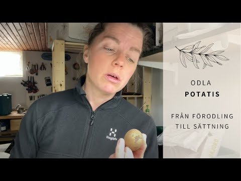 🥔 🌱 POTATIS, POTATIS, POTATIS (odla potatis i hink)