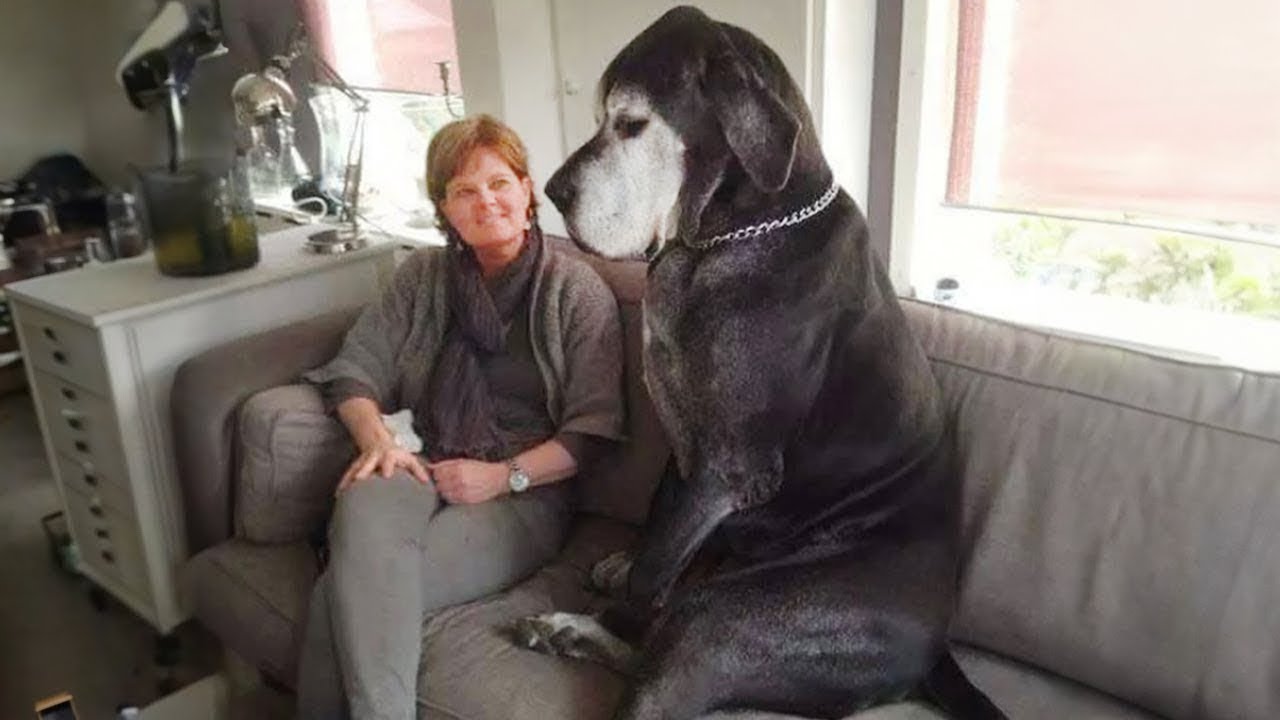 Great Dane Dog will have you Rolling On the Floor Laughing 😂 NEW Funny Dog Videos 2024