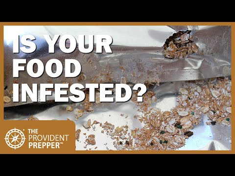 4 Easy Steps to Ensure Mice Don’t Destroy Your Stored Foods