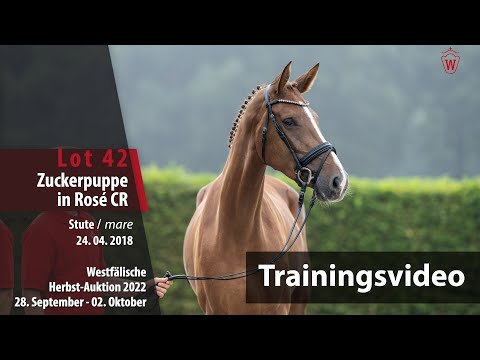 Herbst-Auktion Training Lot 42 Zuckerpuppe in Rosé CR Stute v. Zoom - Florestan I
