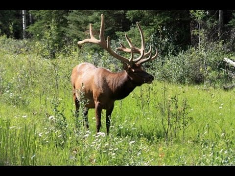 POSLEDNÍ LEČ NEBUŽELY 13 12 2014