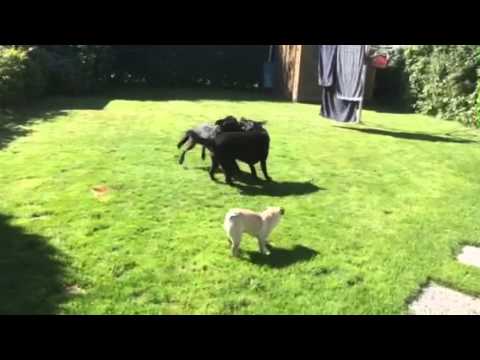 Emma, Paula und Kira