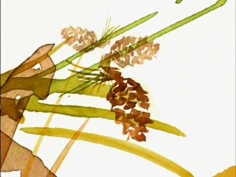 Video thumbnail for C Is for Conifers