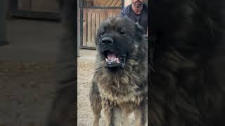 Top 2 Most Dangerous Dog Breed 🐕  #shorts #dog #dogshorts #love