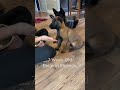 Puppy Training 7 Weeks Old #smartdog #doglife #puppytraining - Neu County Puppy Training 7 Weeks Old #smartdog #doglife #puppytraining