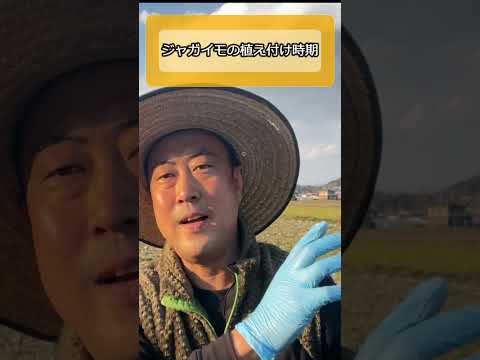 2024 年のジャガイモの植え付け時期は?成功のためのすべてのアドバイス  庭園