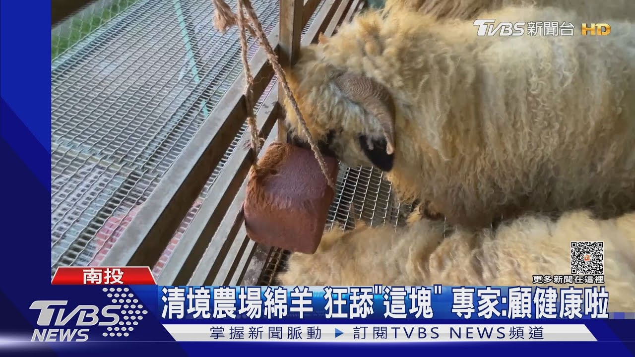 清境農場綿羊　狂舔「這塊」專家：顧健康啦