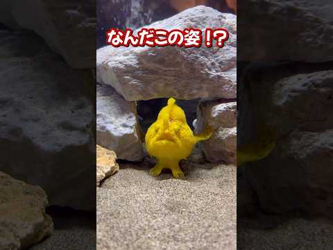 ラ・フレーシュ動物園 - 定義