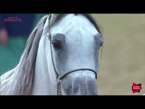 N.166 MANAYER AL SHAQAB - 21st Qatar National 2018 - Fillies 3 years old (Class 5A)