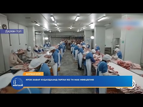 ДАРХАН-УУЛ: Ирэх хавар худалдаанд гаргах 102 тонн мах нөөцөлнө