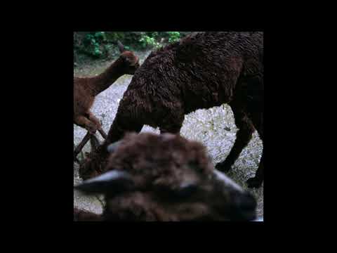 Gacha Bakradze - Face