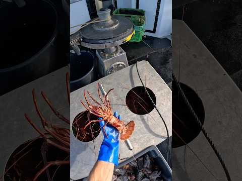 Clean Red Lobster 🦞 #crayfish #fishing #lobster