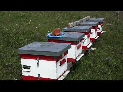 Naša priča ep. 160 13.08.2020. Šljiva, Goran Gajić, Burdimo, Svrljig (verzija 2)