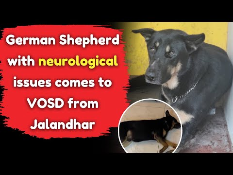 German Shepherd with neurological issues comes to VOSD from Jalandhar