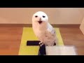 Laughing Owl