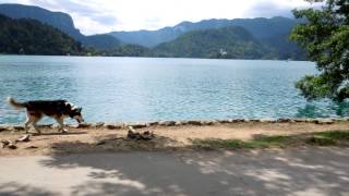 preview picture of video 'アキーラさん散策③旧ユーゴスラビア・スロベニア・美しいブレッド湖,Lake-Bled,Slovenia'