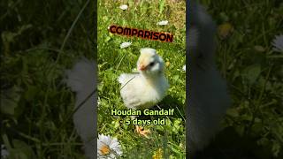 Gandalf from chick age to crowing rooster - Rare white Houdan bantam chicken - a heritage breed