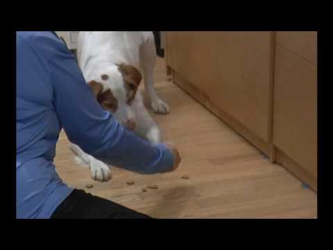 Dog Ignores Pile of Food on the Ground, Cookie Zen Part 2