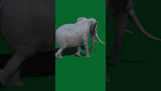 Download lagu elephant green screen | elephant green screen no copyright | #shorts | #trending video mp3