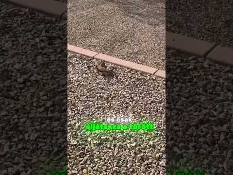 Ezért NE segíts ennek a madárnak!