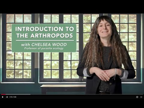 Introduction to the arthropods