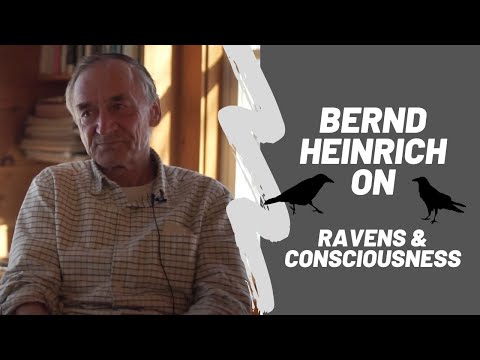 Bernd Heinrich | Ravens & Consciousness