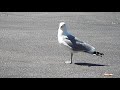 Seagull Likes Frenchfries