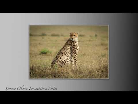 My Presentation series in wildlife photography.