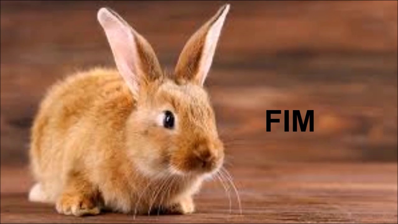 Anatomia e Fisiologia do sistema digestório do Coelho - PUCPR