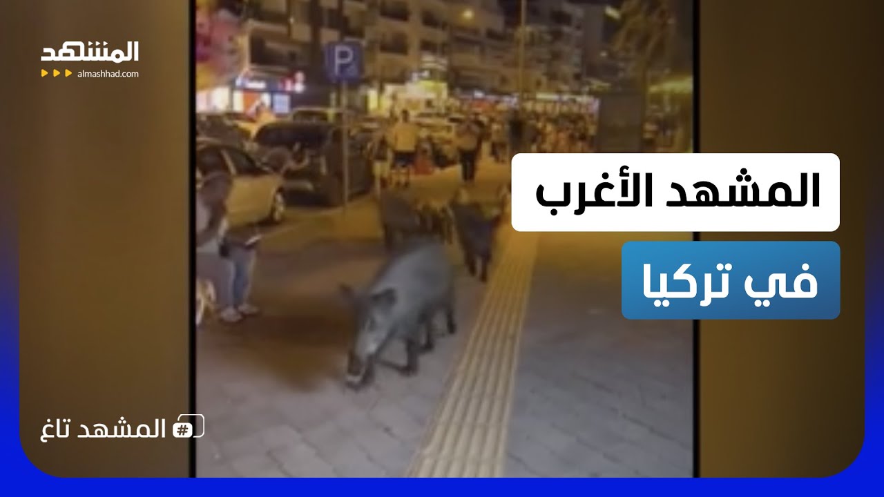 نزهة عائلية غريبة.. خنازير برية تتجول في شوارع تركيا وتتصدر التريند - المشهد ت